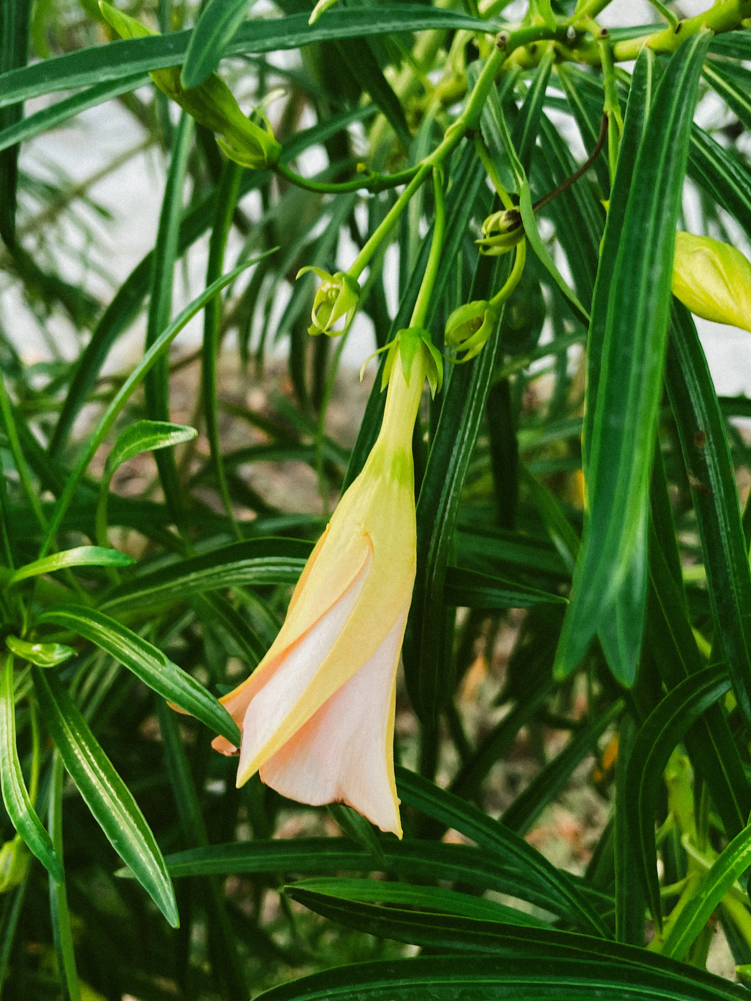 Flor entre hojas